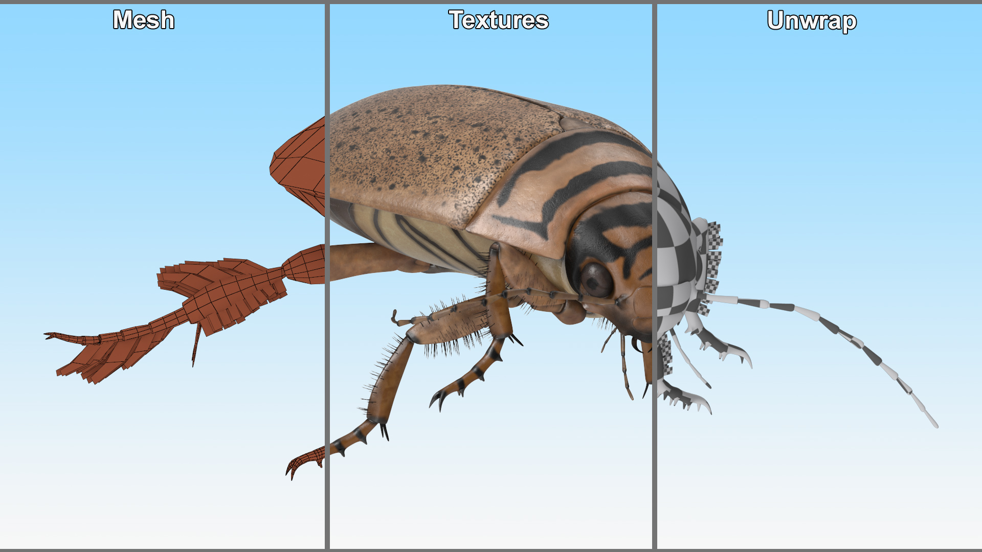 Aquatic Beetle Beige Realistic Floating 3D model