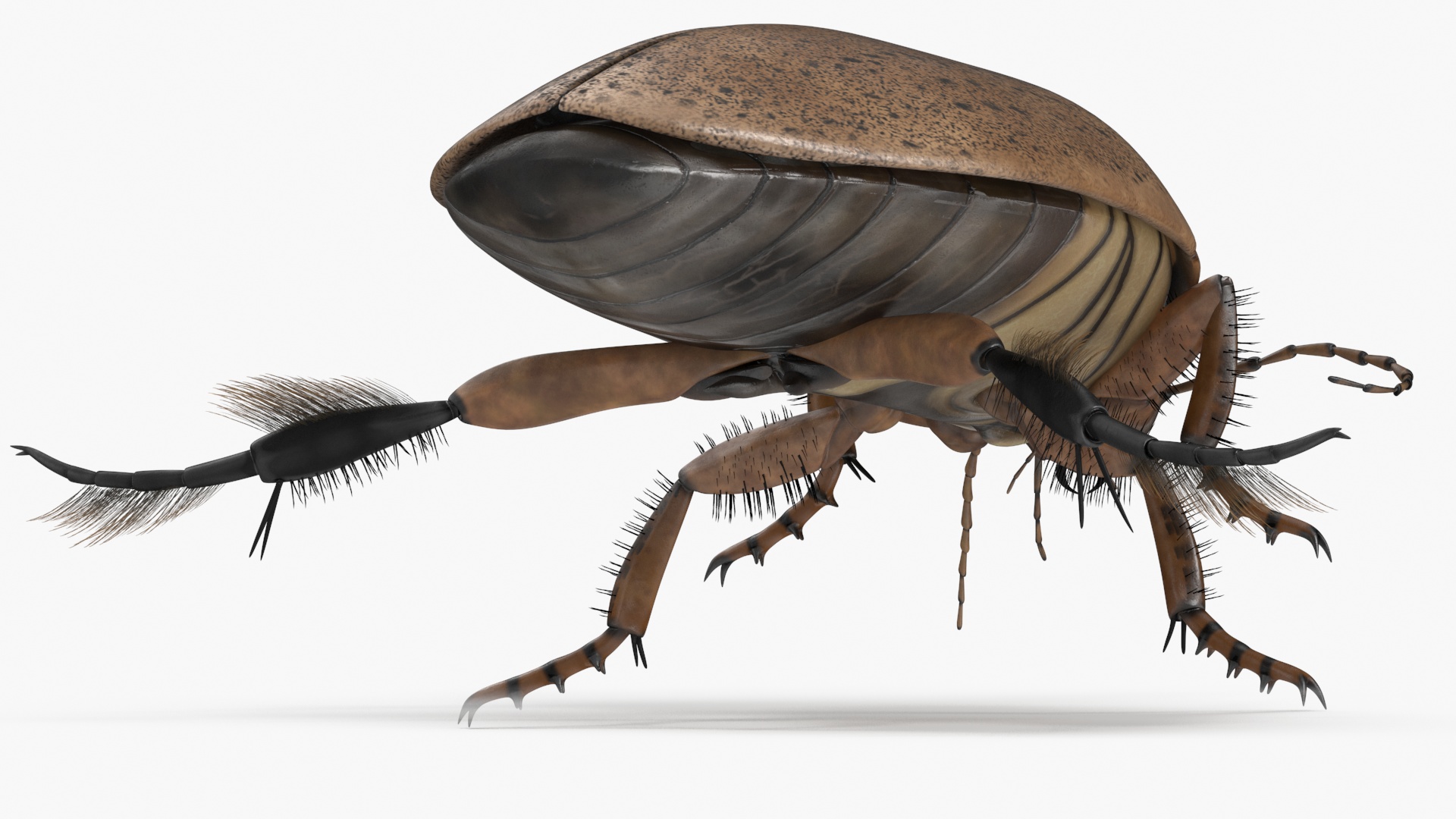Aquatic Beetle Beige Realistic Floating 3D model
