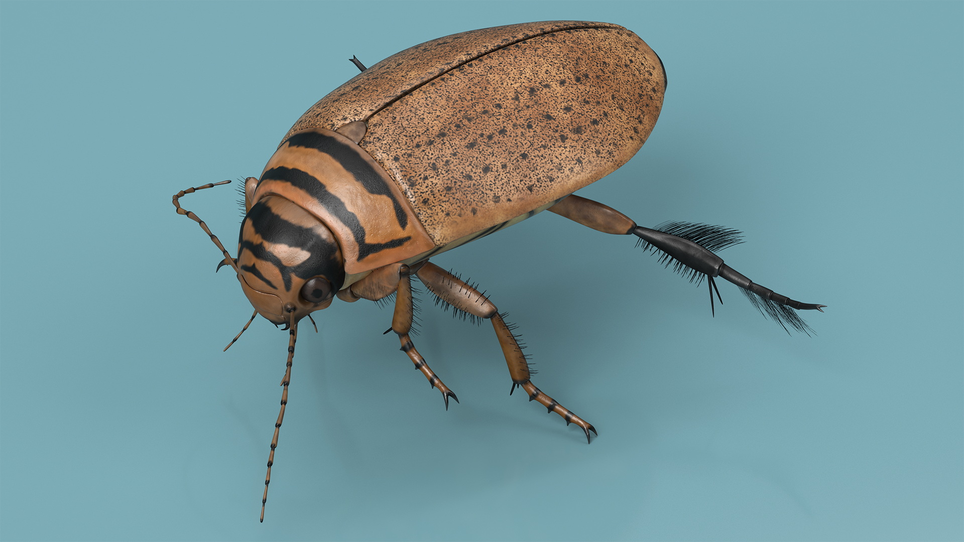 Aquatic Beetle Beige Realistic Floating 3D model