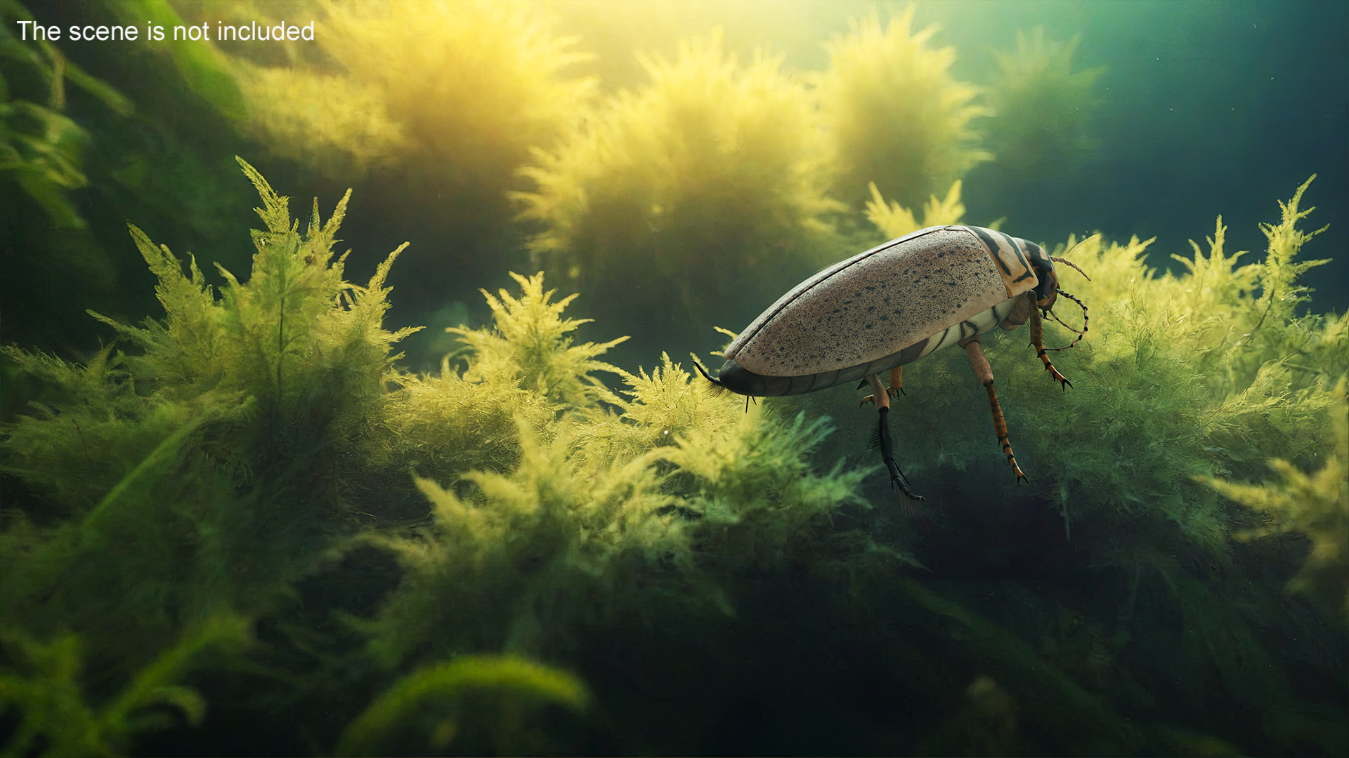Aquatic Beetle Beige Realistic Floating 3D model