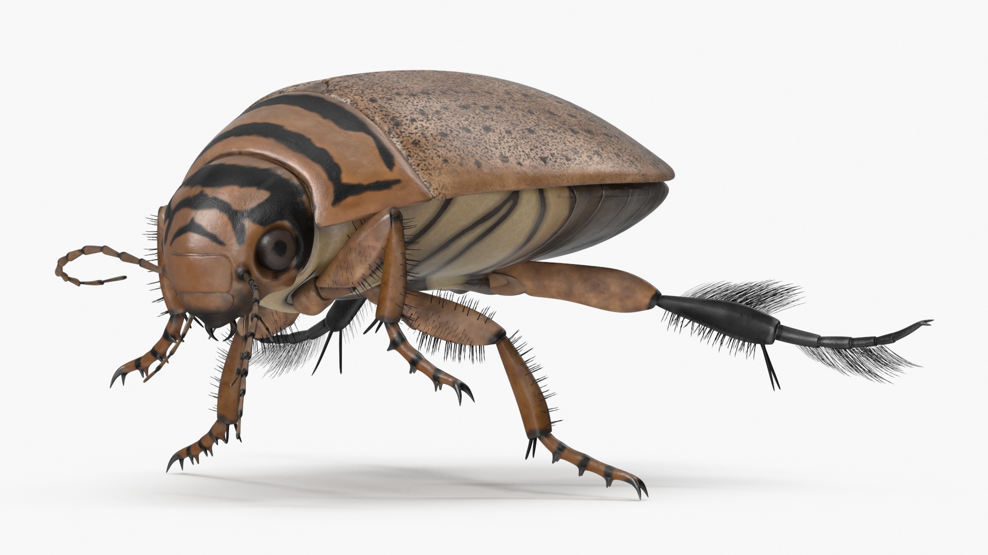 Aquatic Beetle Beige Realistic Floating 3D model