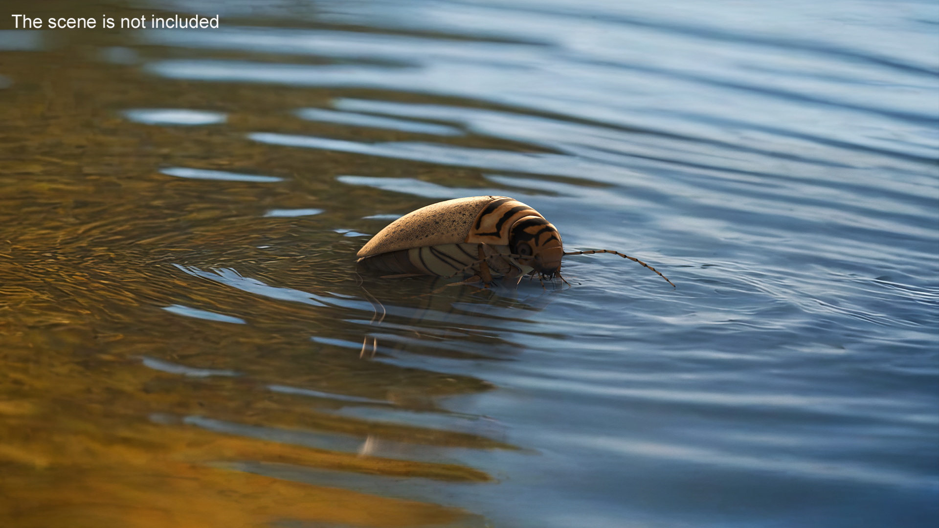 Aquatic Beetle Beige Realistic Floating 3D model