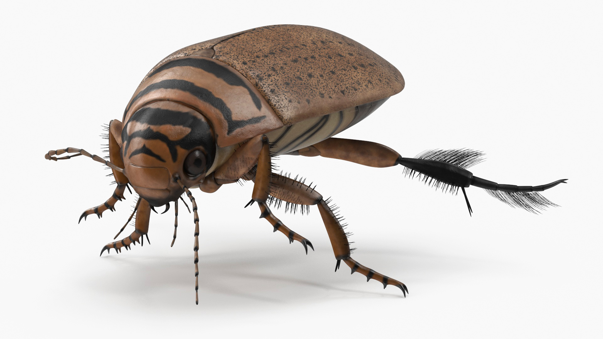 Aquatic Beetle Beige Realistic Floating 3D model