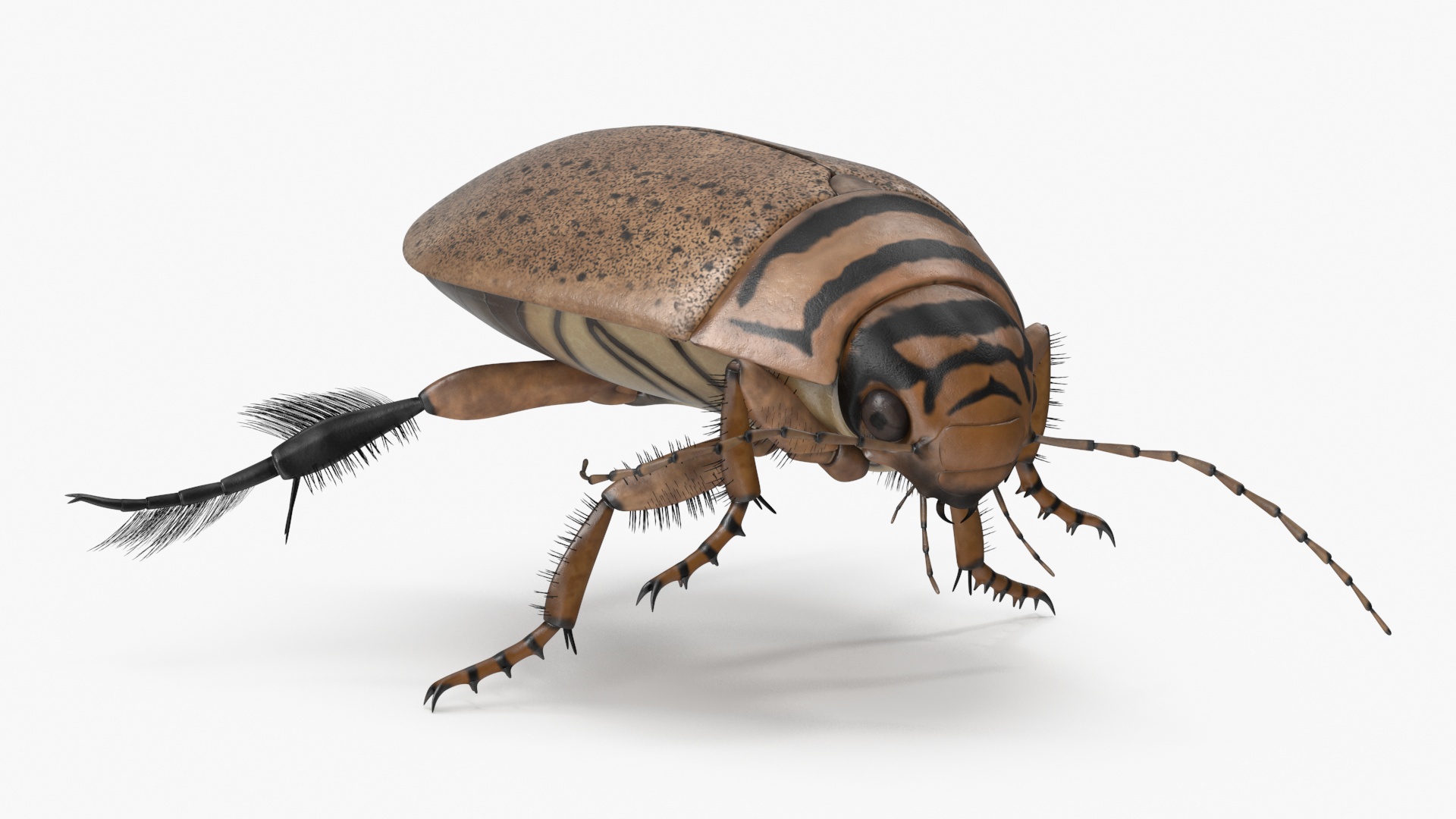 Aquatic Beetle Beige Realistic Floating 3D model