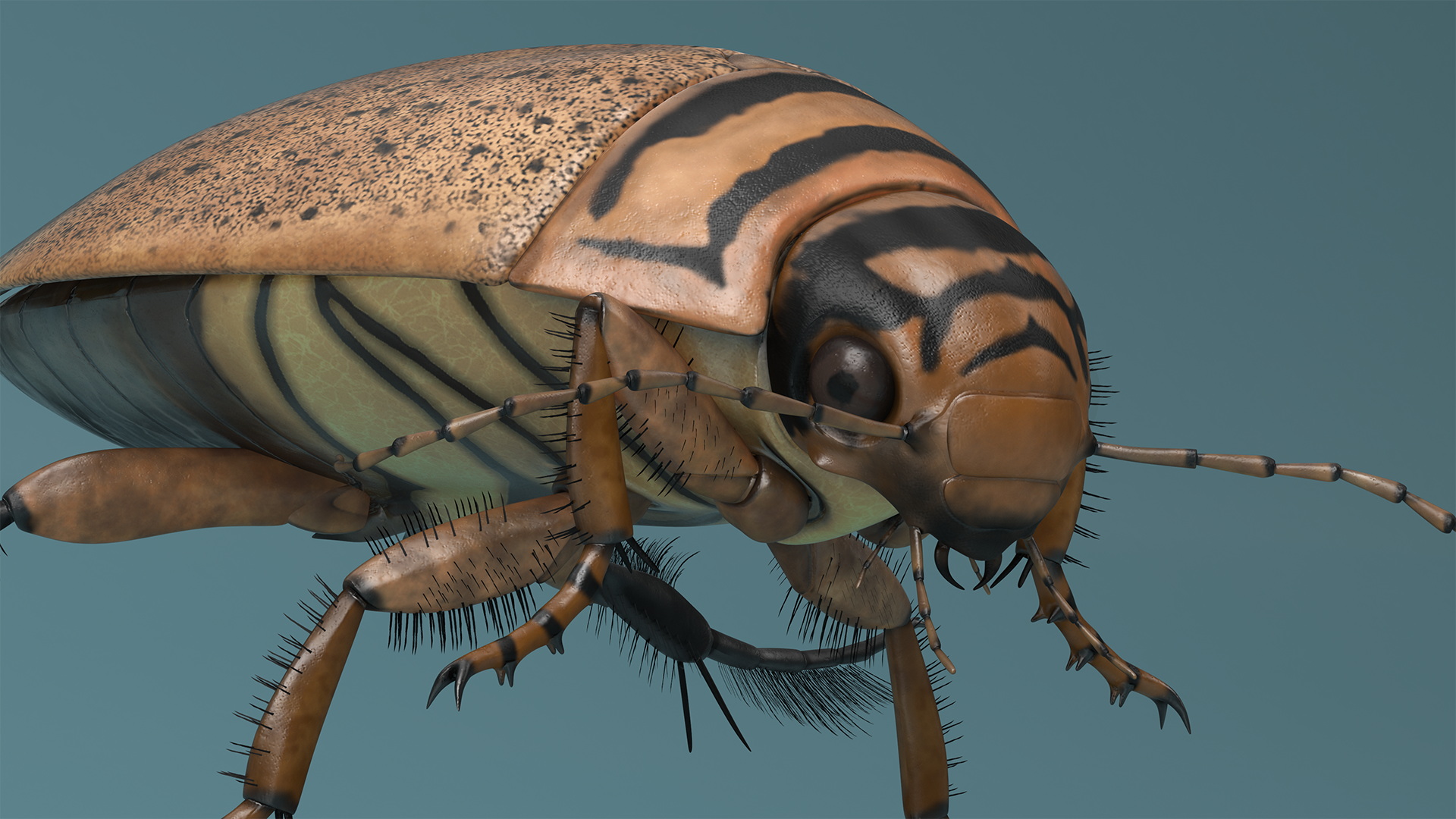 Aquatic Beetle Beige Realistic Floating 3D model