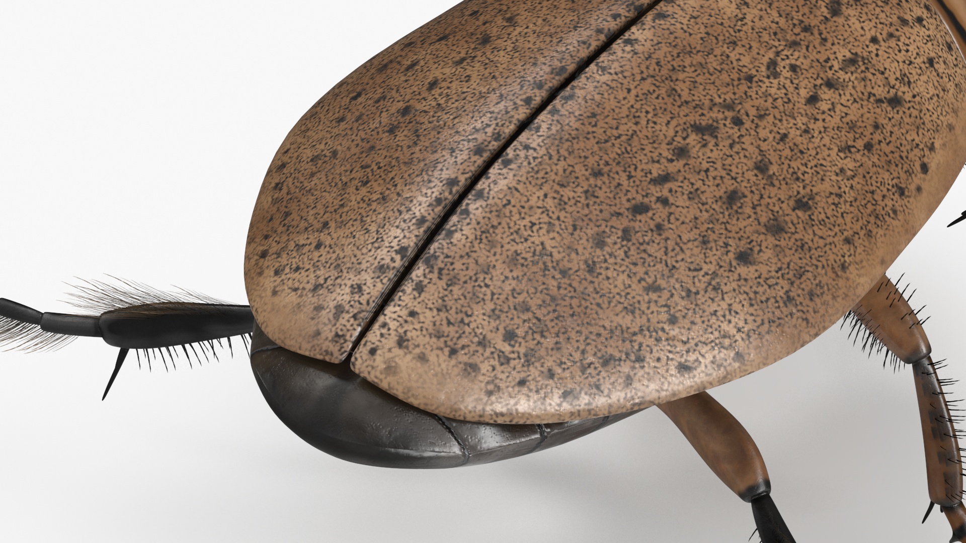 Aquatic Beetle Beige Realistic Floating 3D model