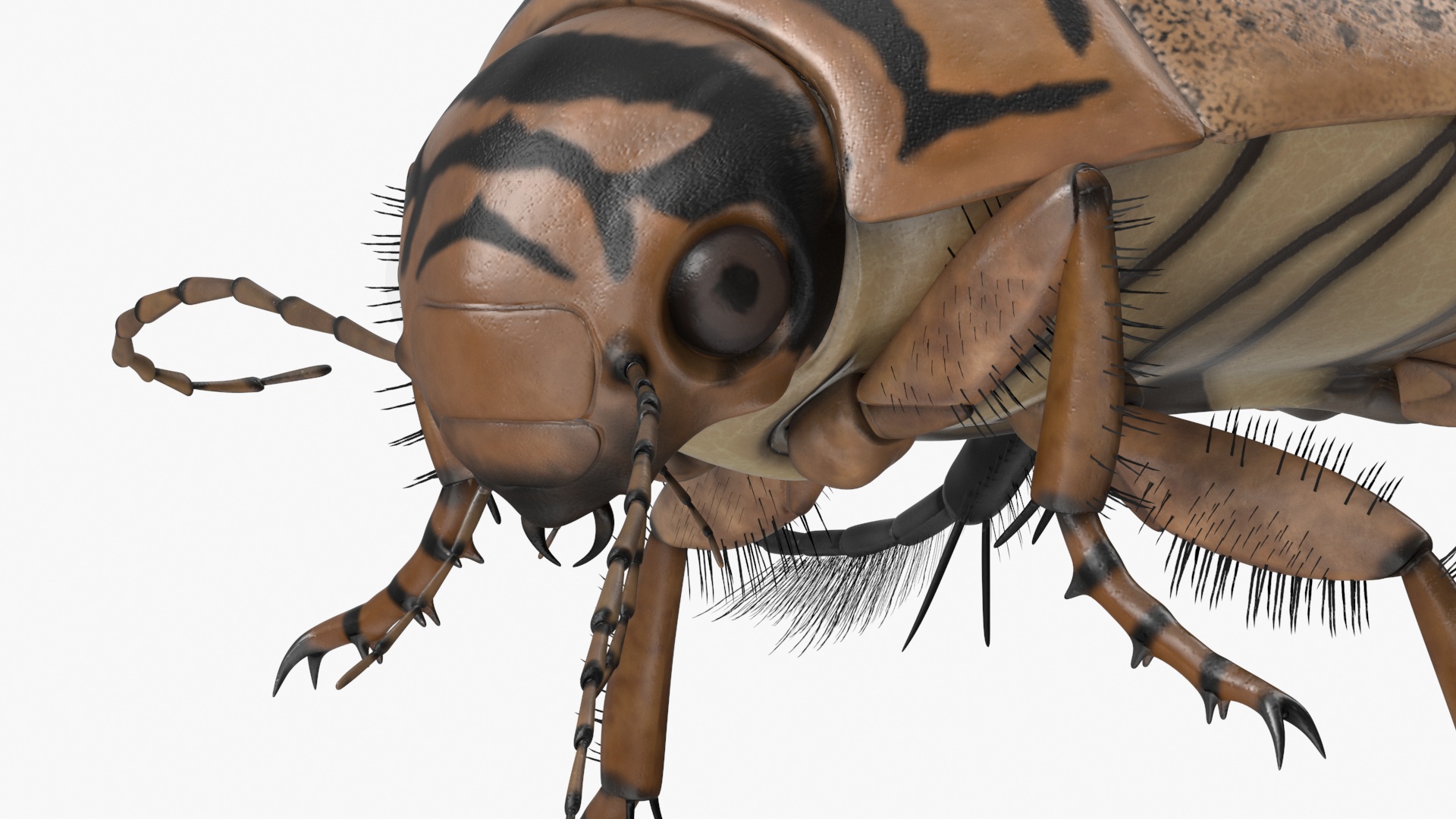 Aquatic Beetle Beige Realistic Floating 3D model