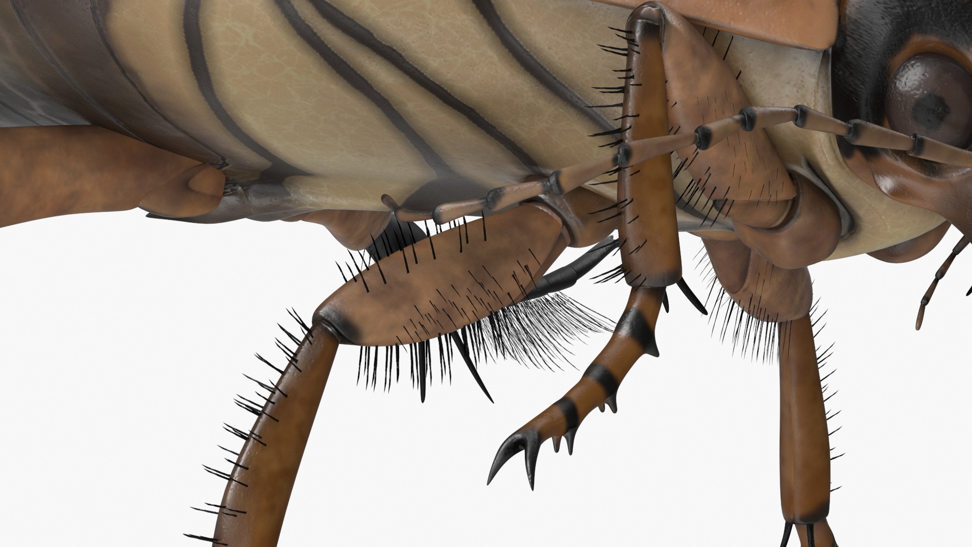 Aquatic Beetle Beige Realistic Floating 3D model