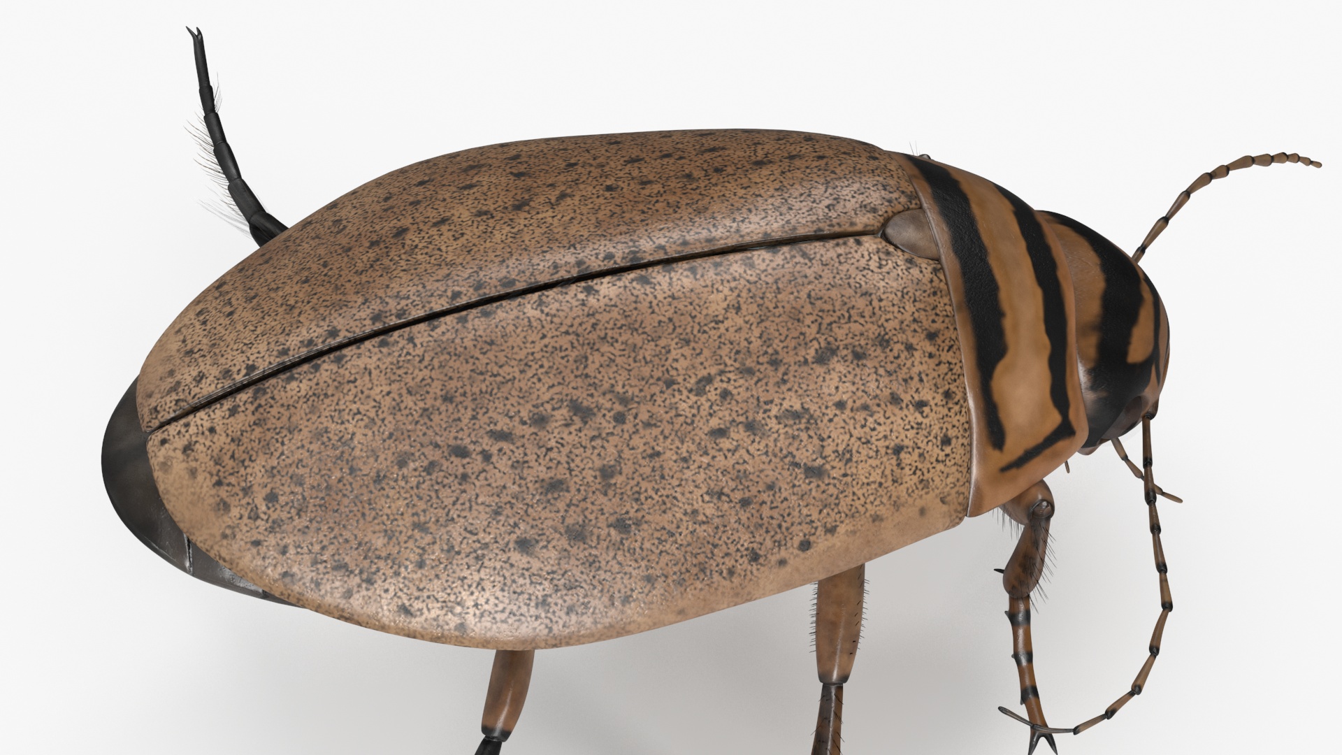 Aquatic Beetle Beige Realistic Floating 3D model