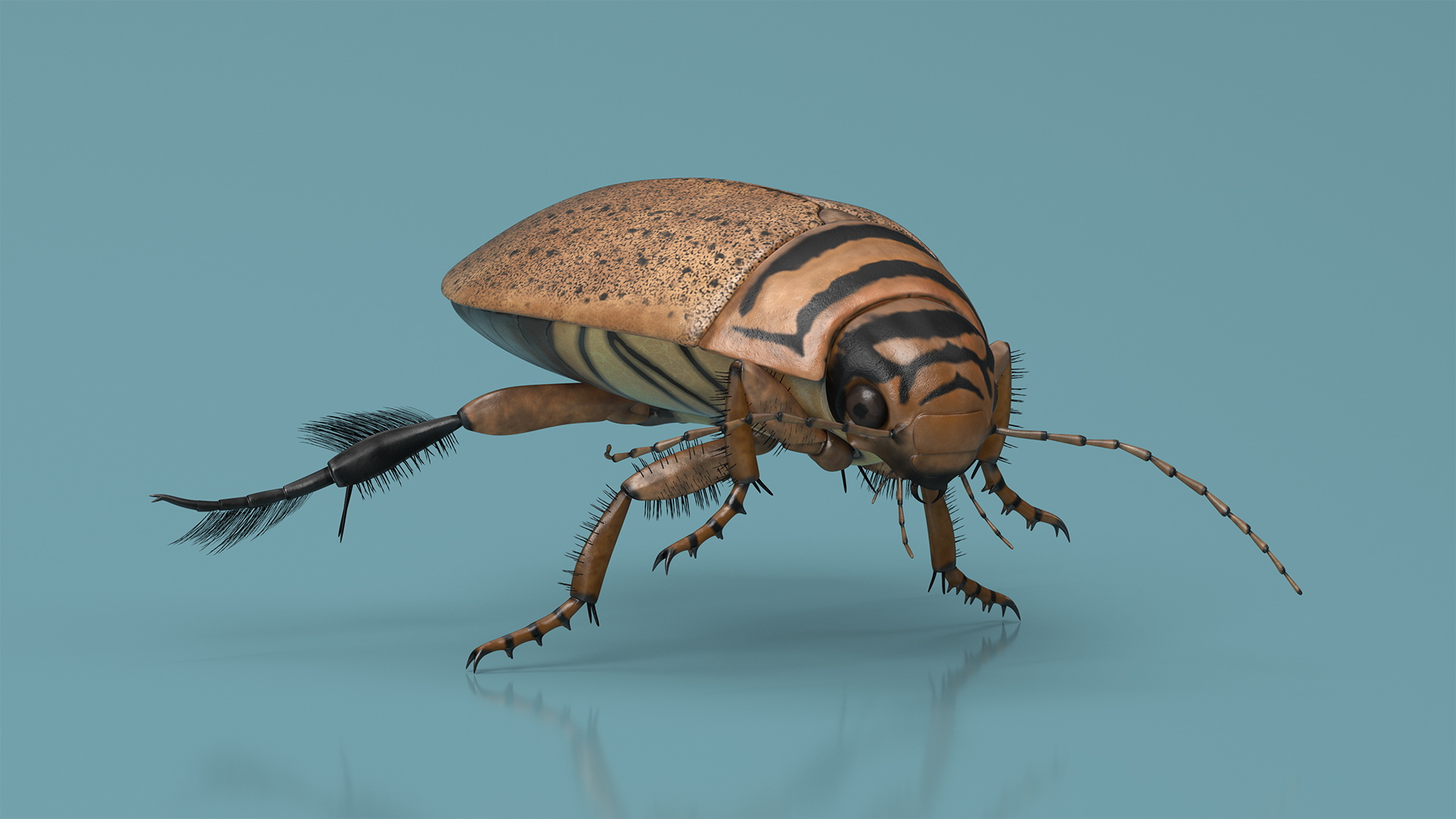 Aquatic Beetle Beige Realistic Floating 3D model