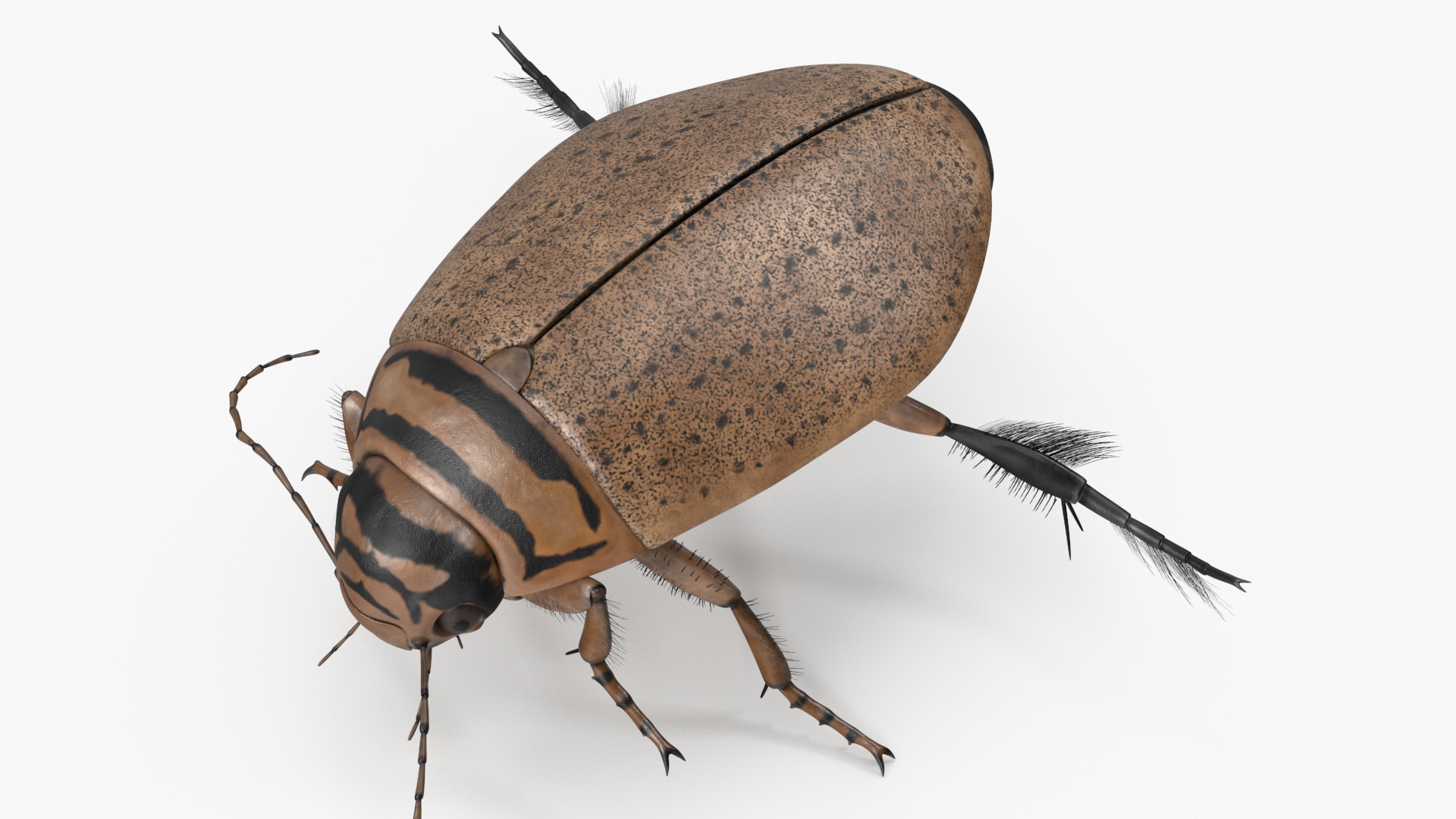 Aquatic Beetle Beige Realistic Floating 3D model