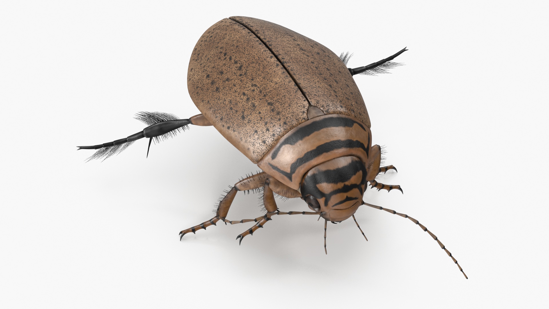 Aquatic Beetle Beige Realistic Floating 3D model