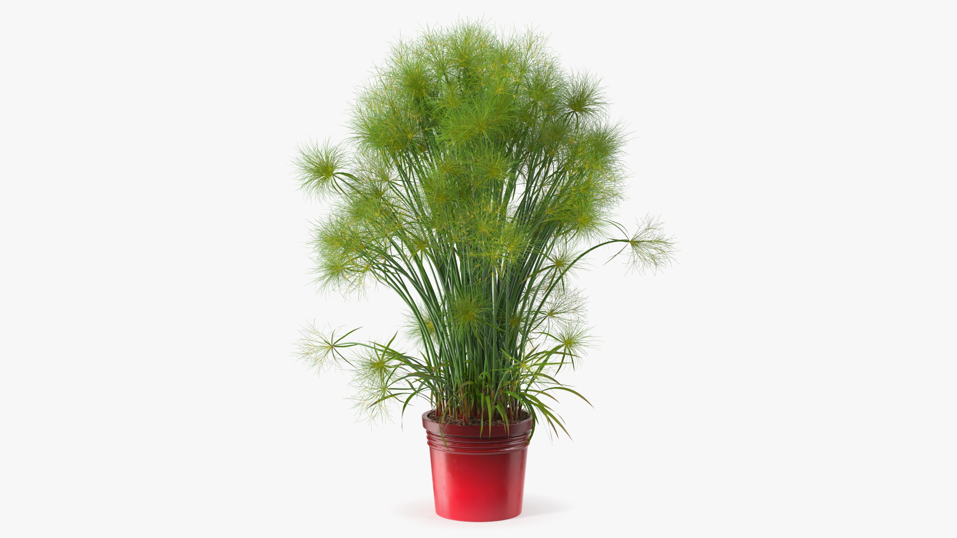 Papyrus Plant Pot 3D