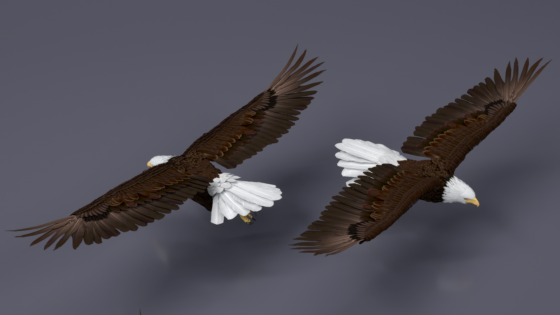3D model Realistic Bald Eagle in Flight