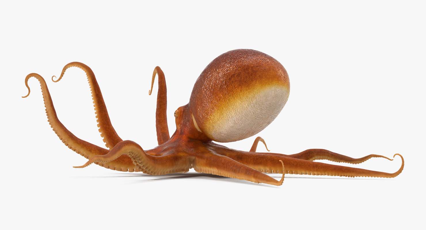 3D Octopus Crawling