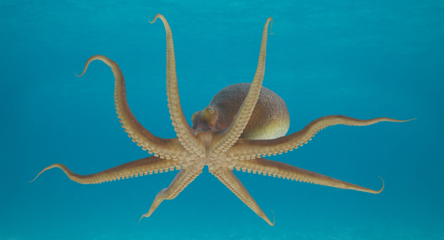 3D Octopus Crawling