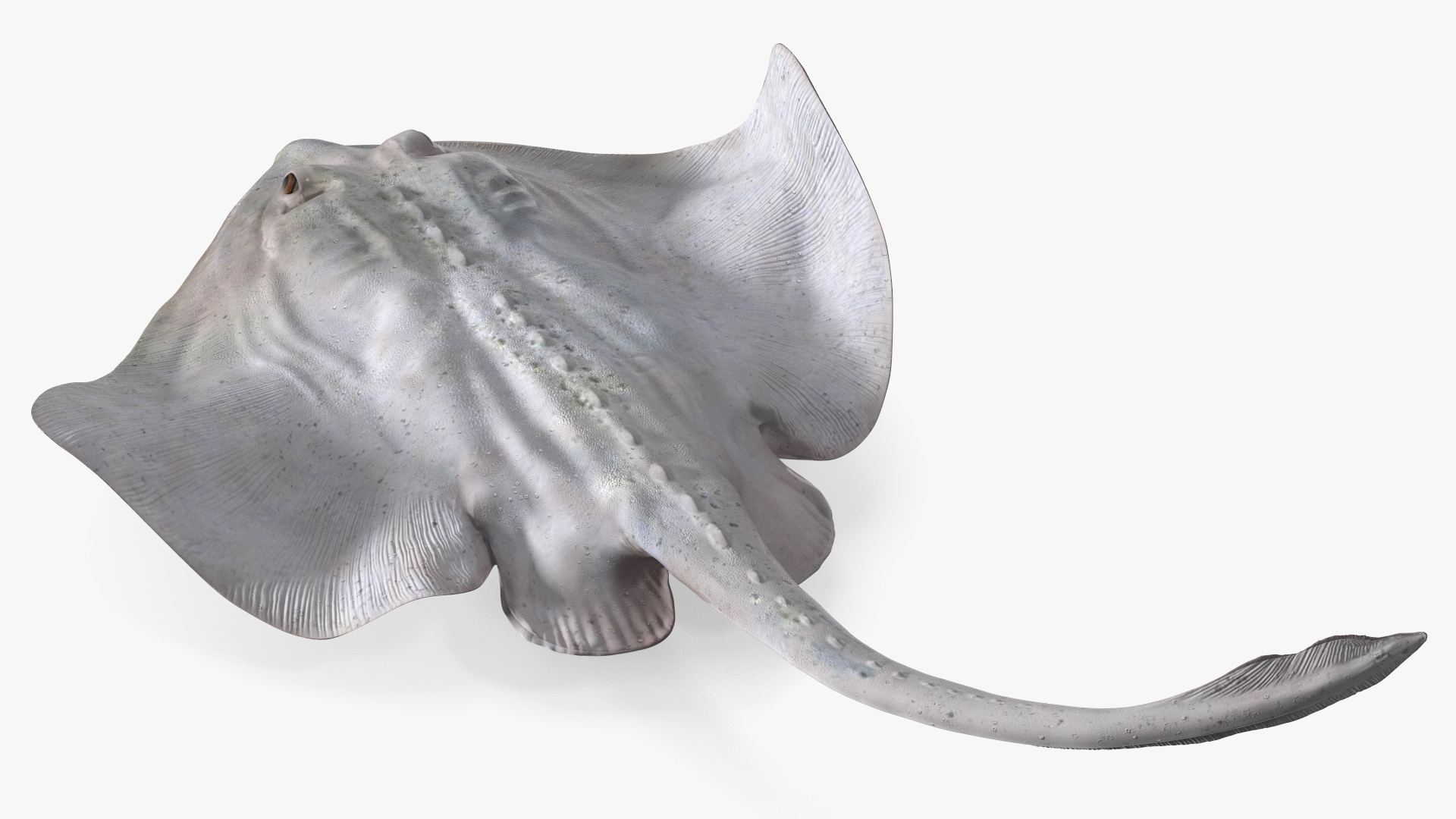 Bathyraja Lindbergi White Rigged 3D