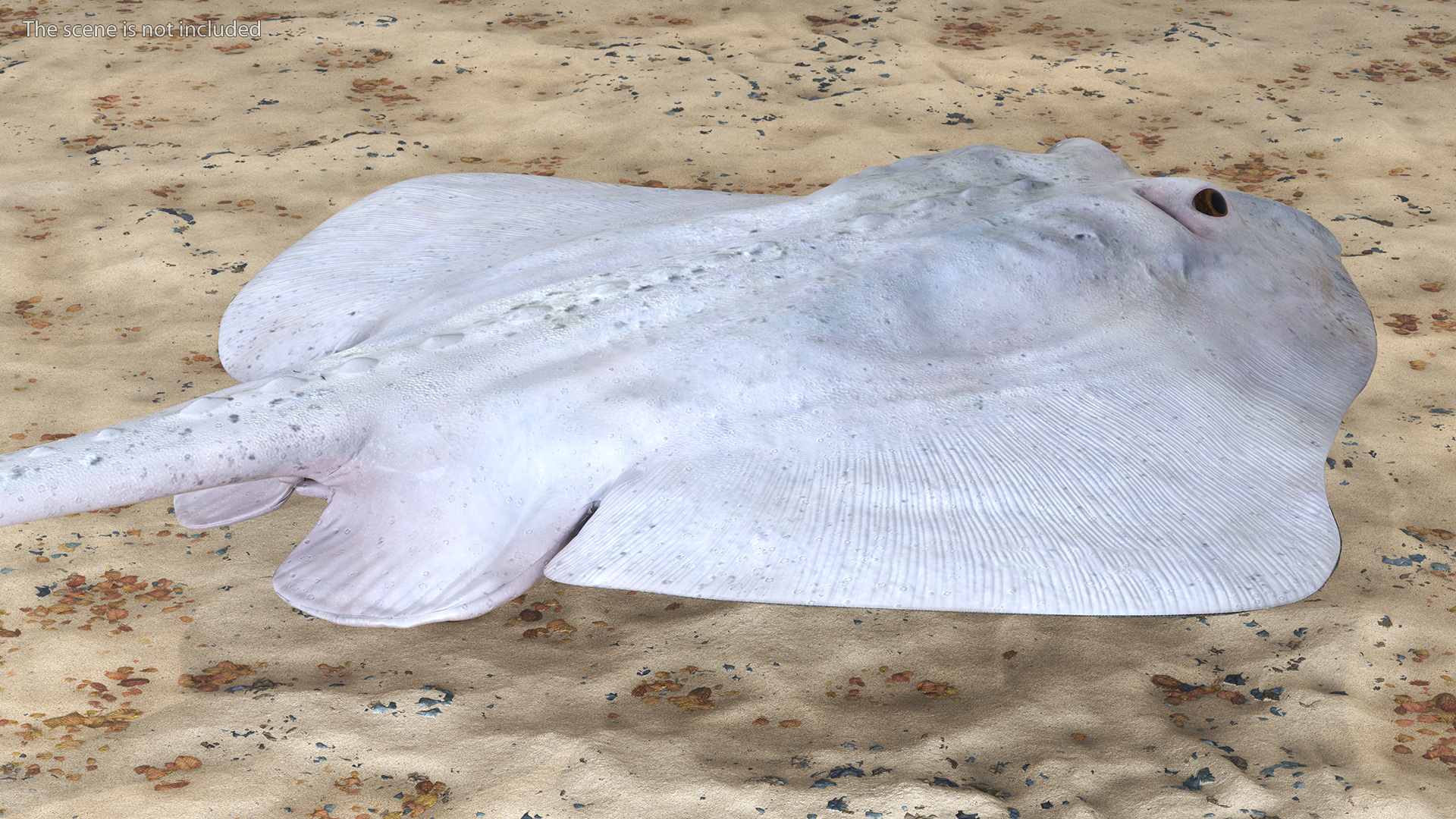 Bathyraja Lindbergi White Rigged 3D
