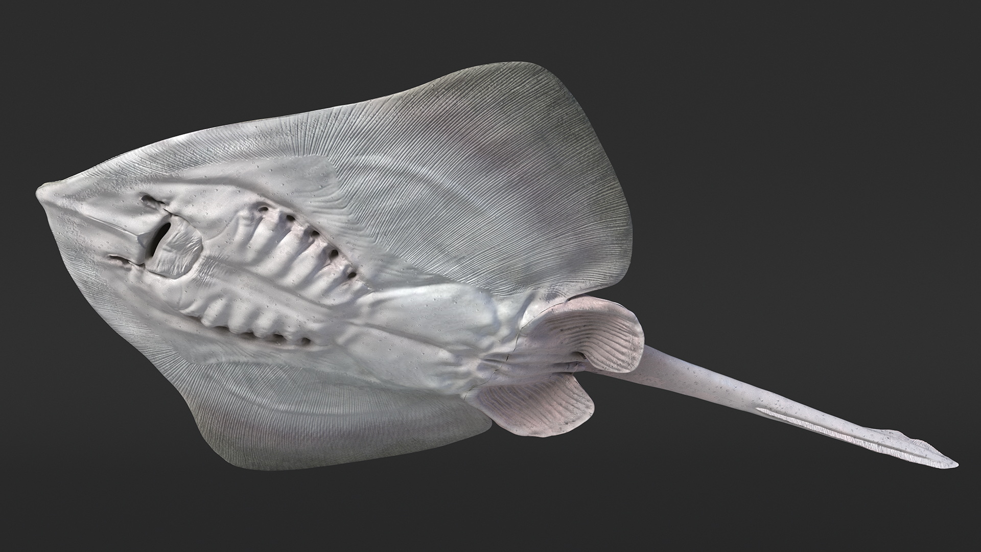 Bathyraja Lindbergi White Rigged 3D
