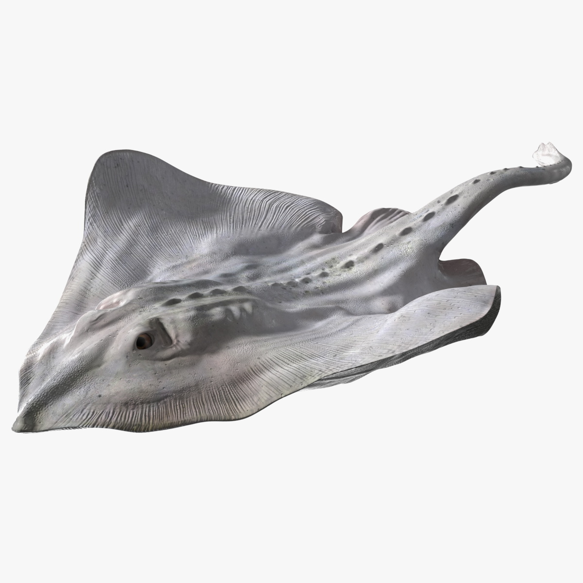Bathyraja Lindbergi White Rigged 3D