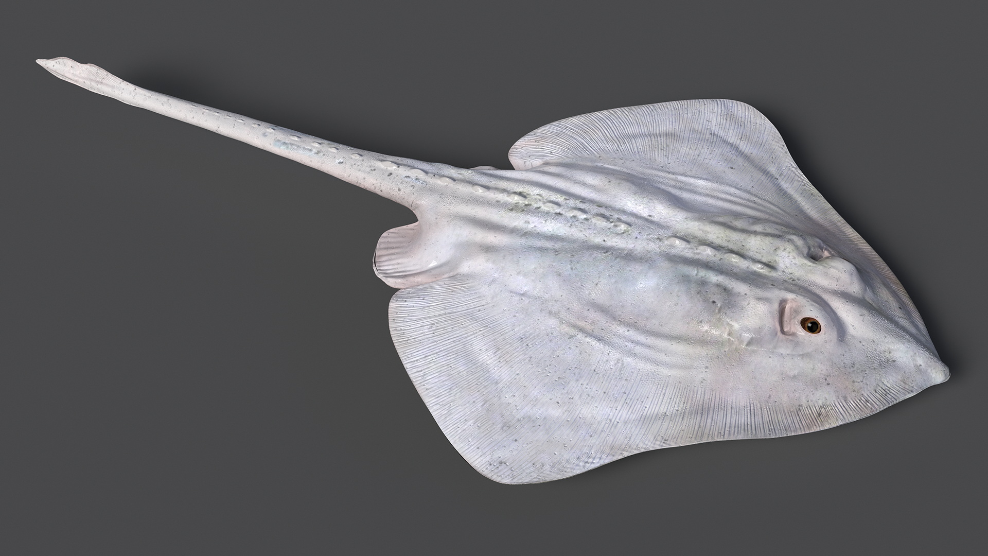 Bathyraja Lindbergi White Rigged 3D
