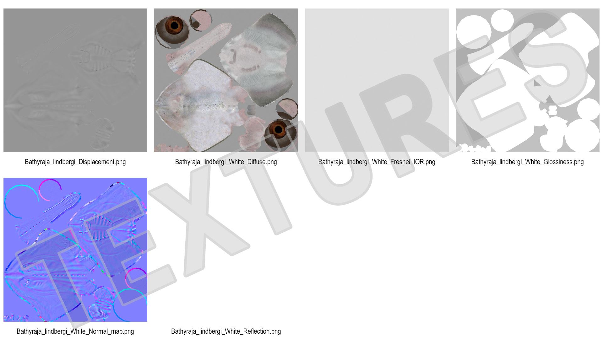 Bathyraja Lindbergi White Rigged 3D