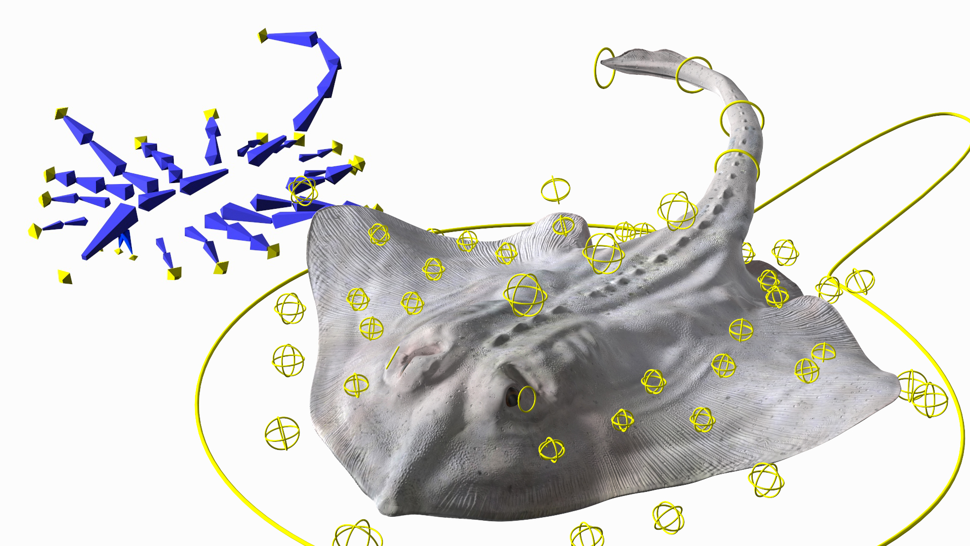 Bathyraja Lindbergi White Rigged 3D
