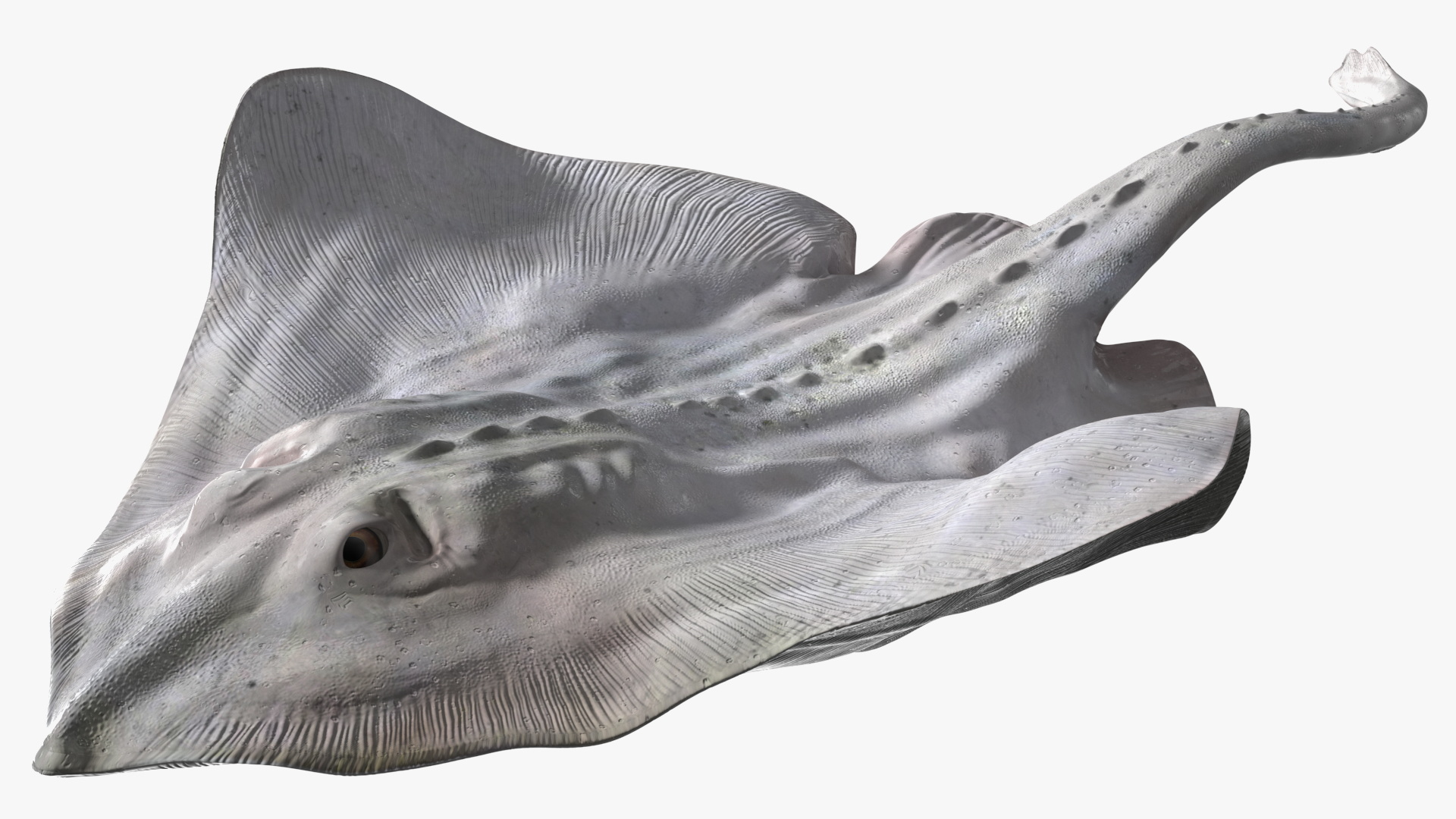 Bathyraja Lindbergi White Rigged 3D