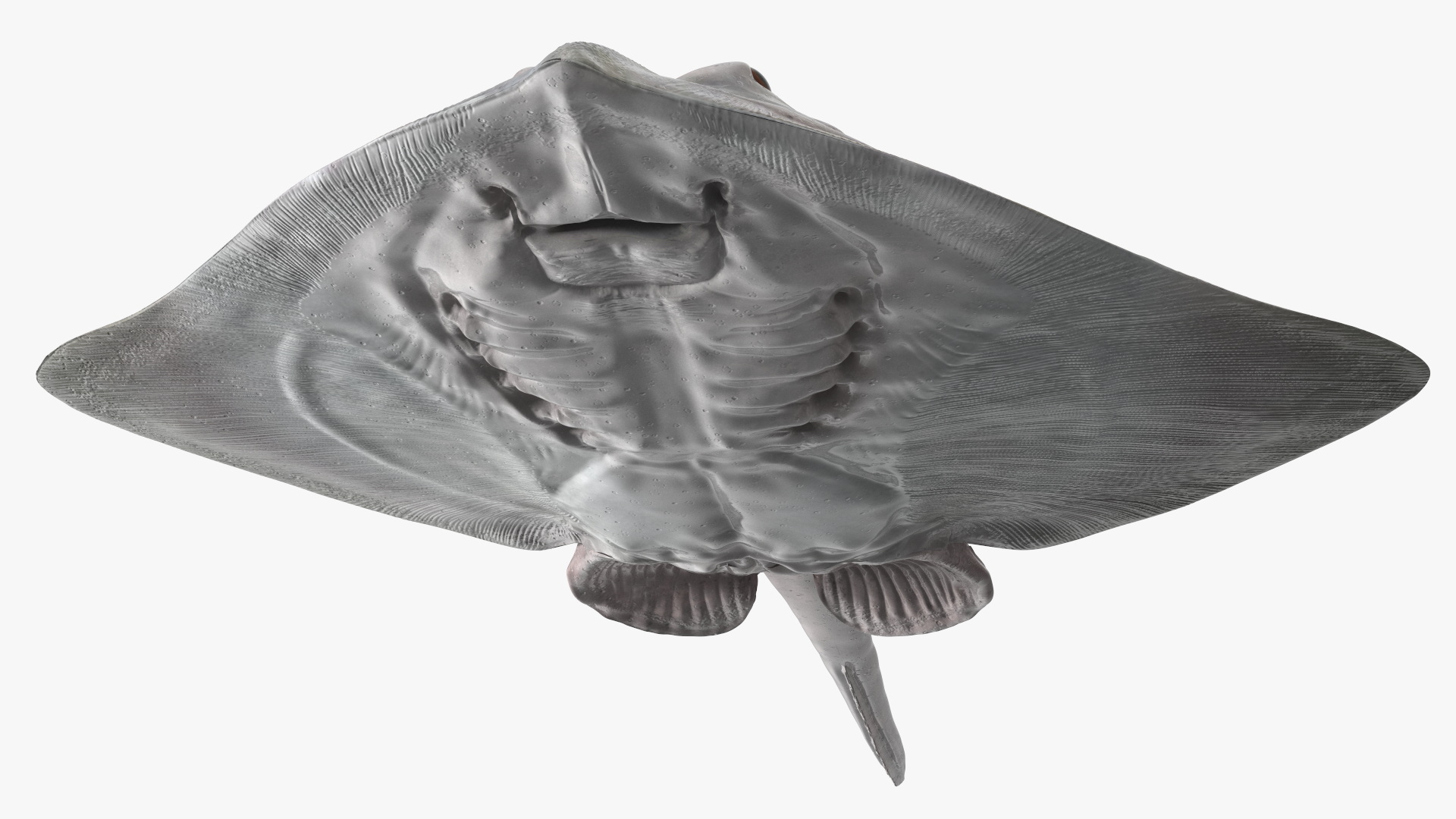 Bathyraja Lindbergi White Rigged 3D