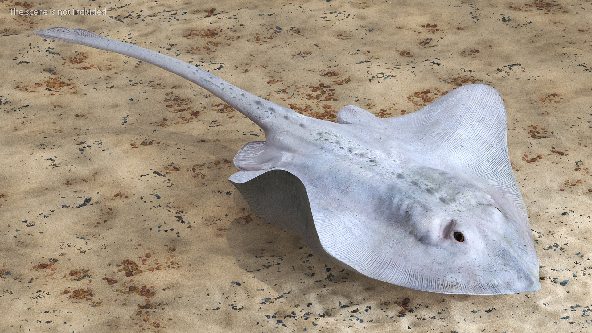 Bathyraja Lindbergi White Rigged 3D