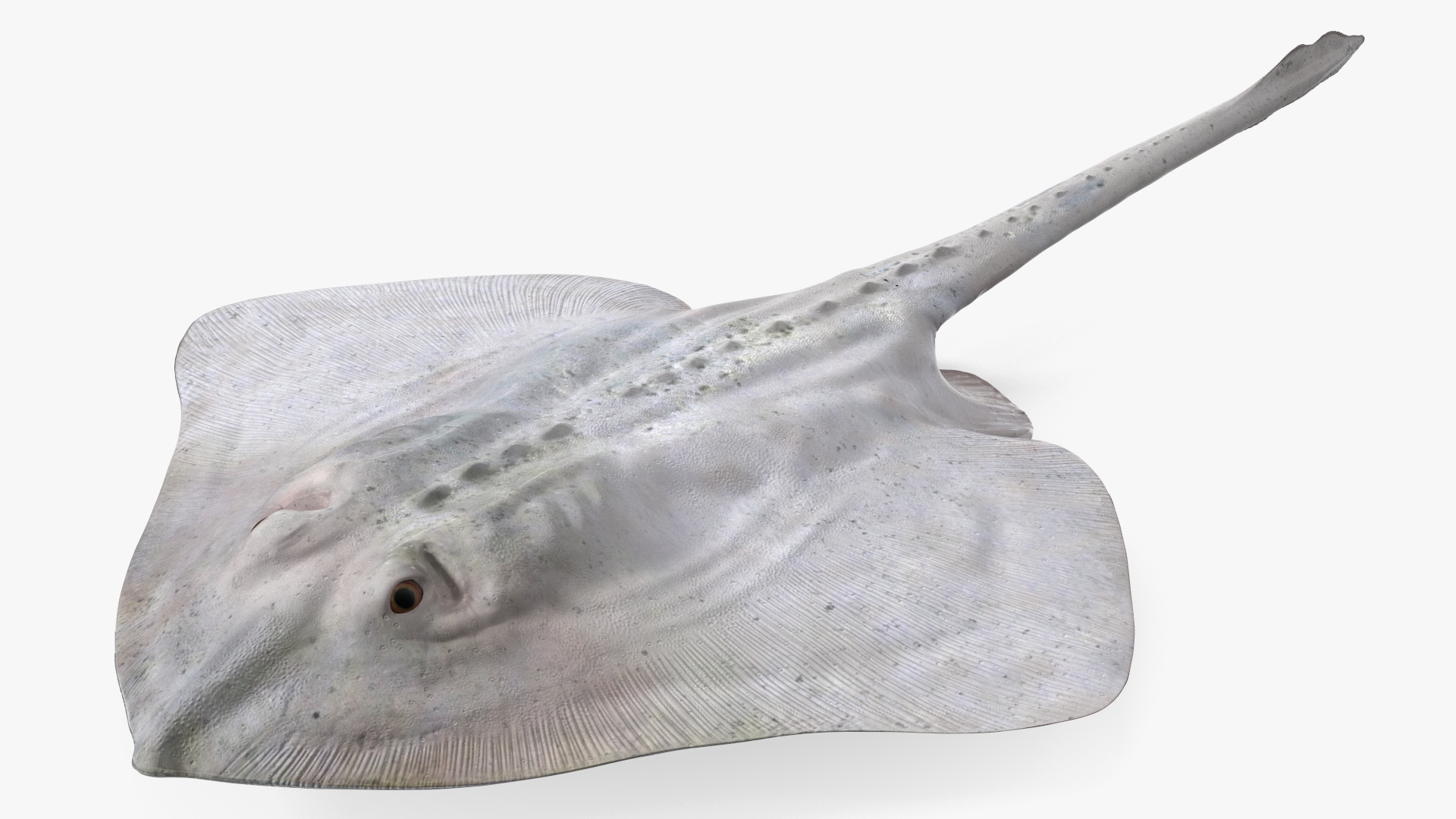 Bathyraja Lindbergi White Rigged 3D
