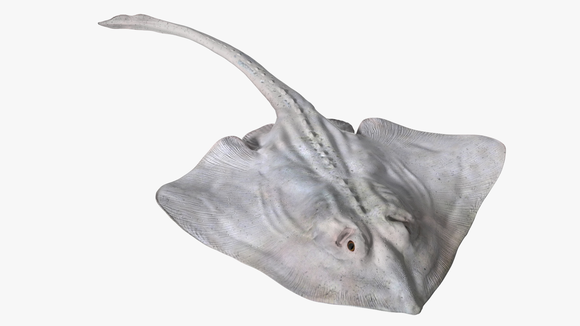 Bathyraja Lindbergi White Rigged 3D