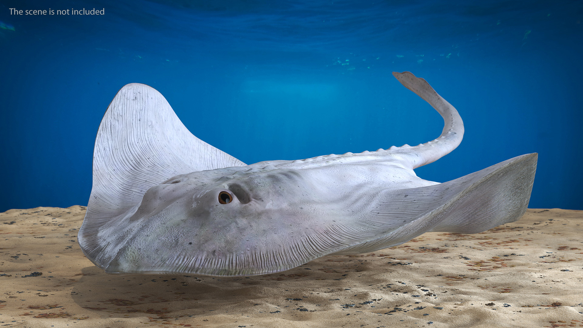 Bathyraja Lindbergi White Rigged 3D