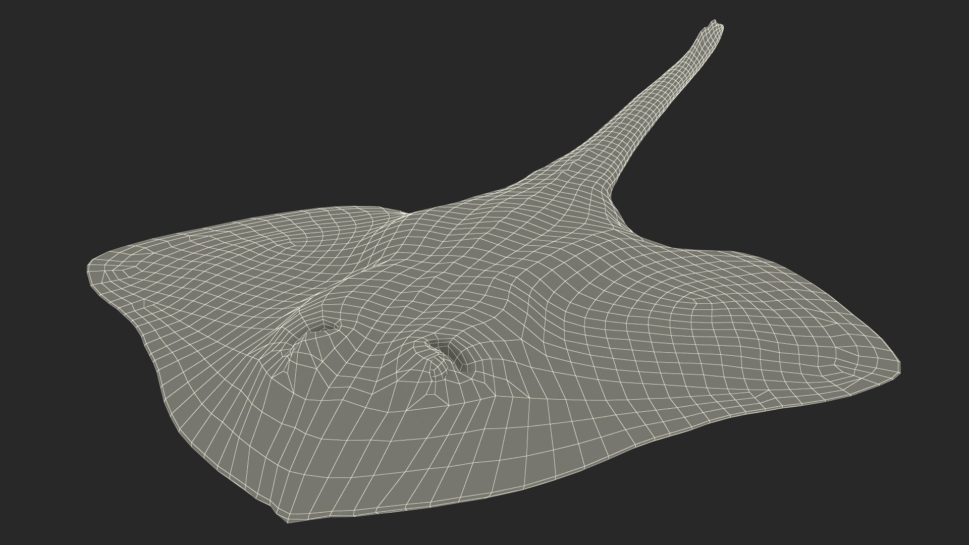 Bathyraja Lindbergi White Rigged 3D