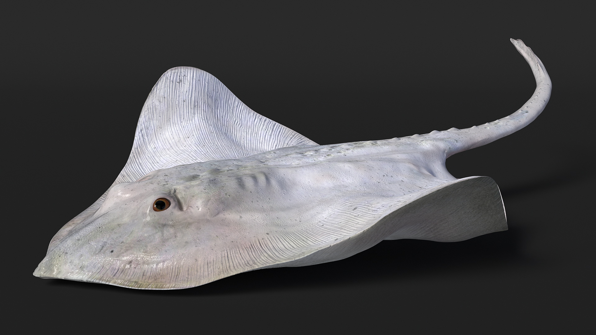 Bathyraja Lindbergi White Rigged 3D