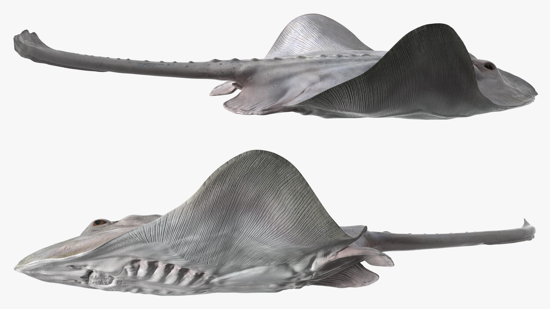 Bathyraja Lindbergi White Rigged 3D