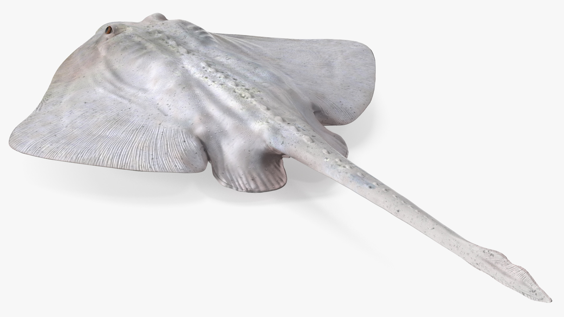Bathyraja Lindbergi White Rigged 3D