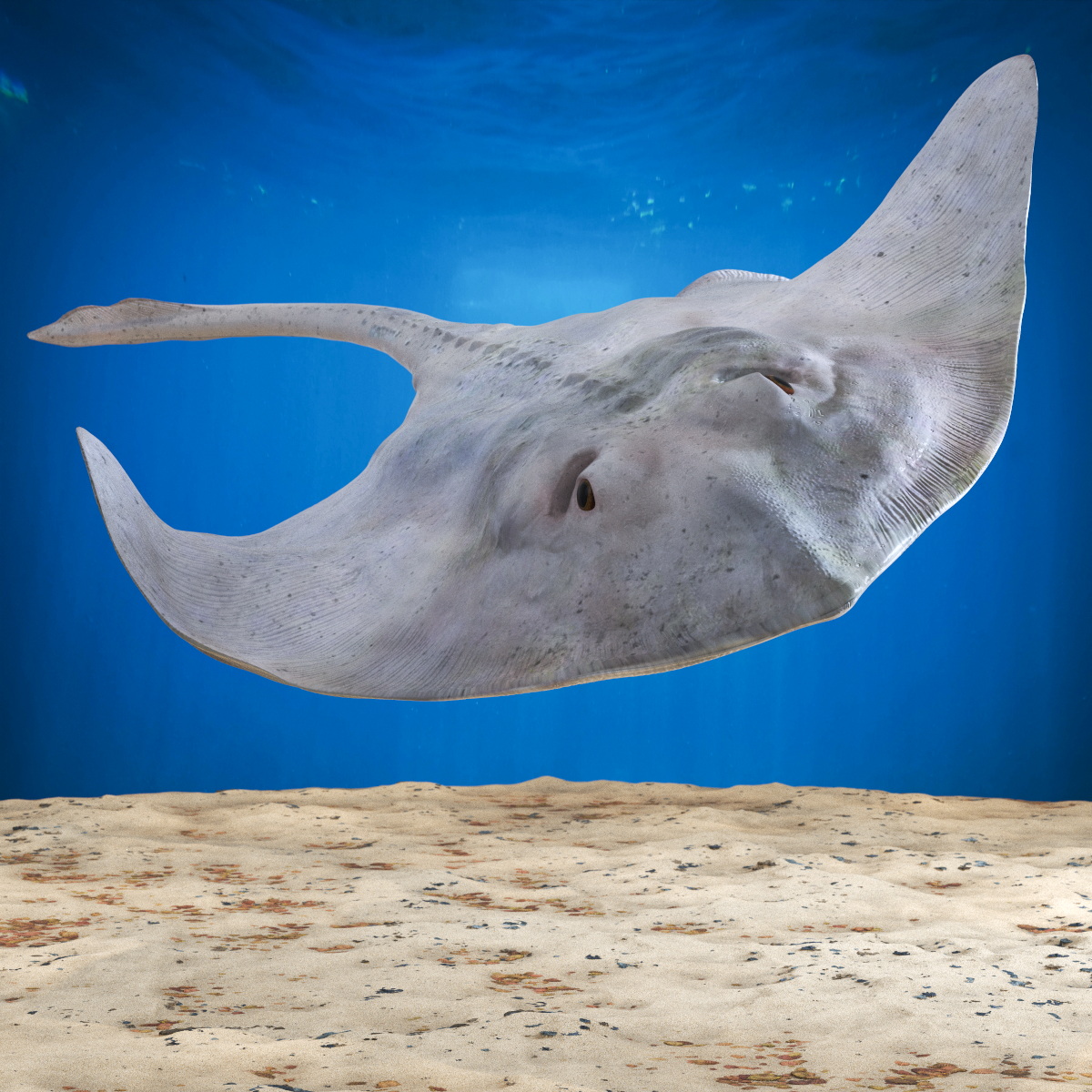 Bathyraja Lindbergi White Rigged 3D