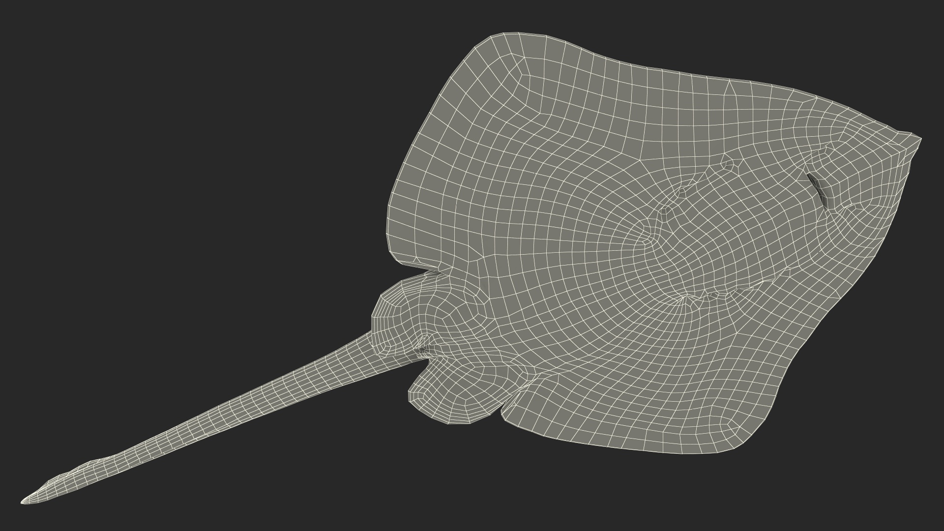 Bathyraja Lindbergi White Rigged 3D