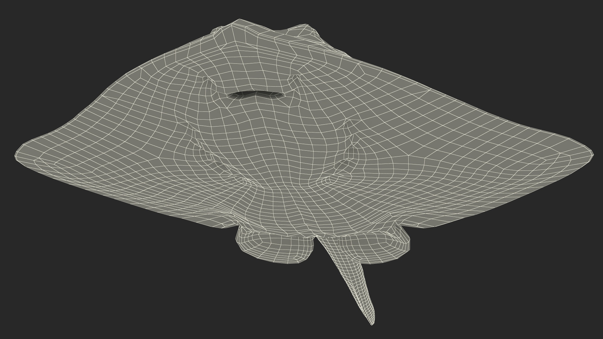 Bathyraja Lindbergi White Rigged 3D