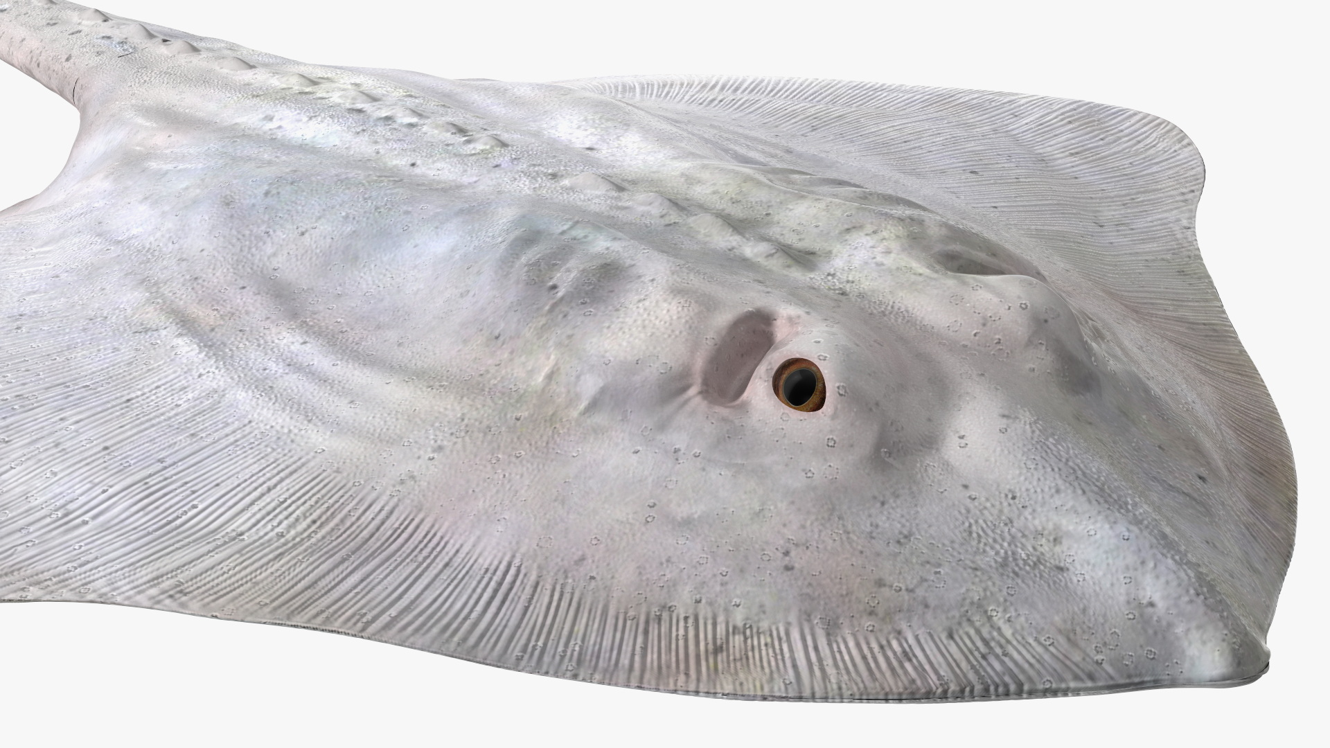 Bathyraja Lindbergi White Rigged 3D