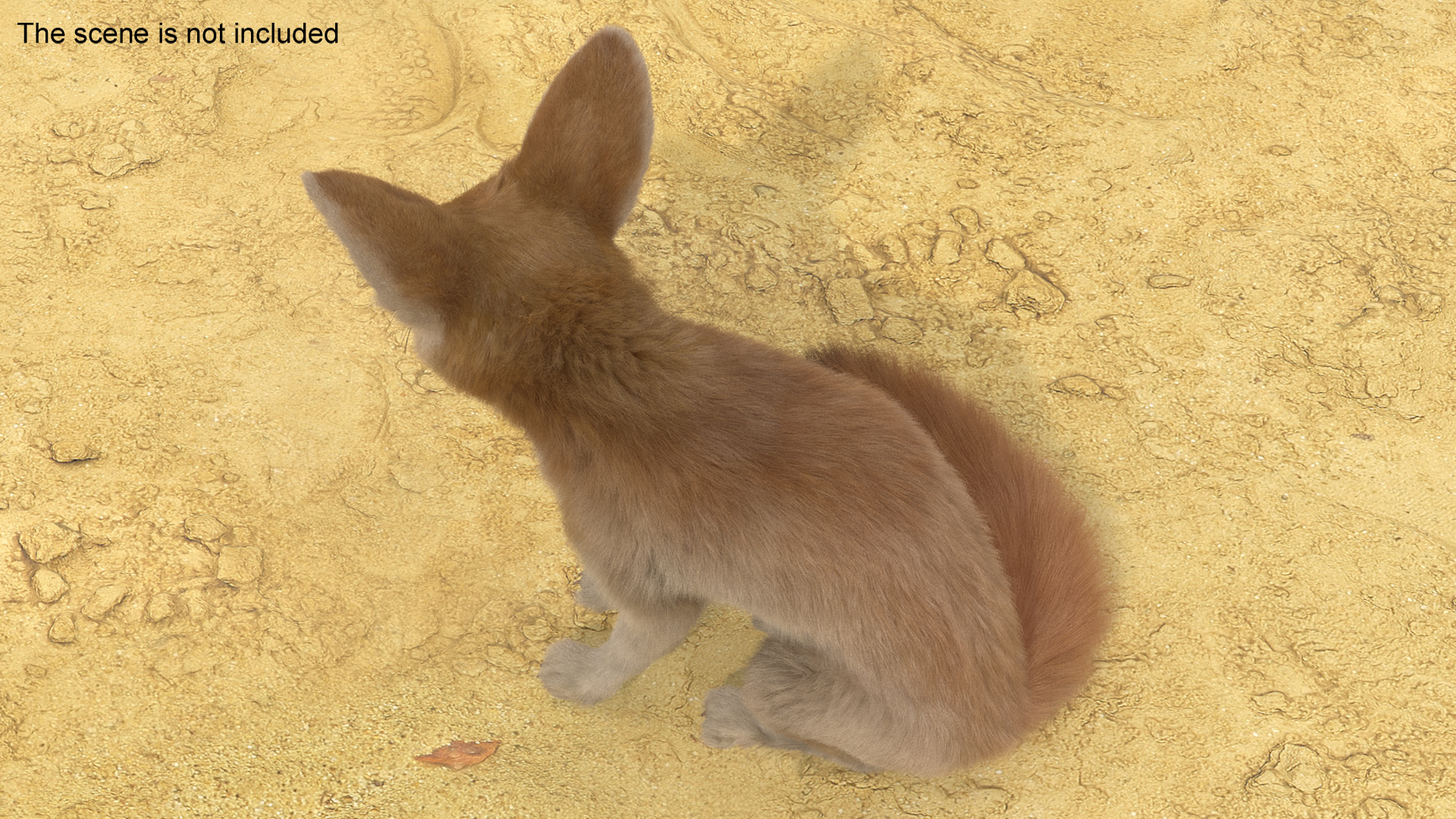 Vulpes Zerda Sitting Pose Fur 3D model