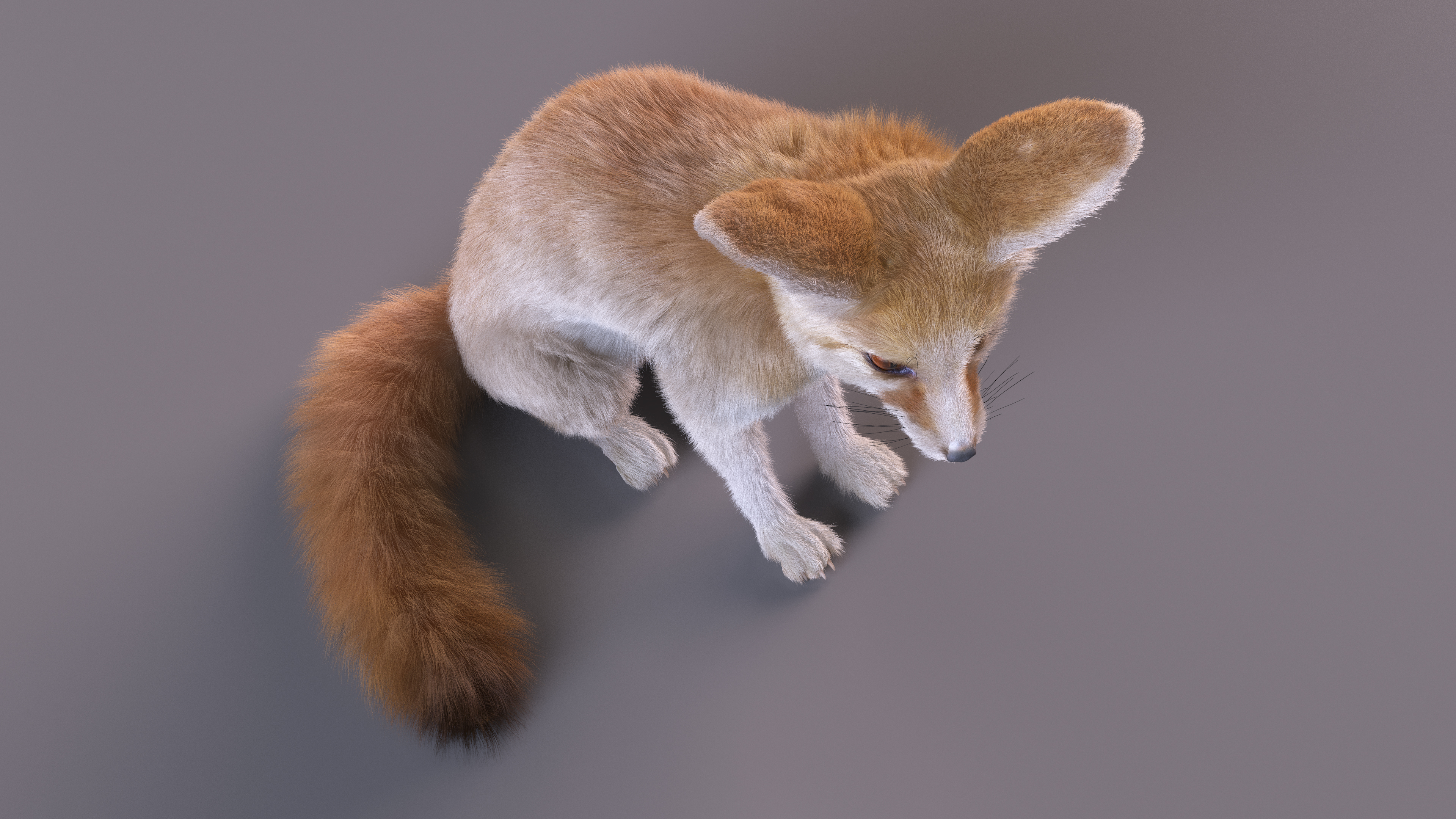 Vulpes Zerda Sitting Pose Fur 3D model