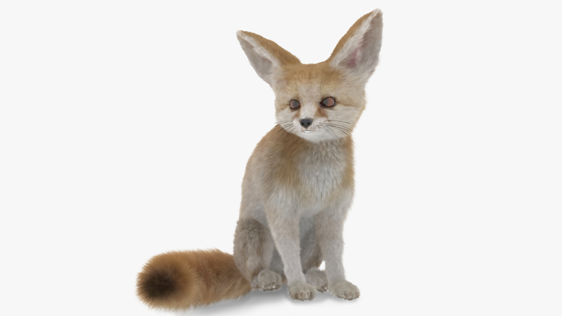Vulpes Zerda Sitting Pose Fur 3D model