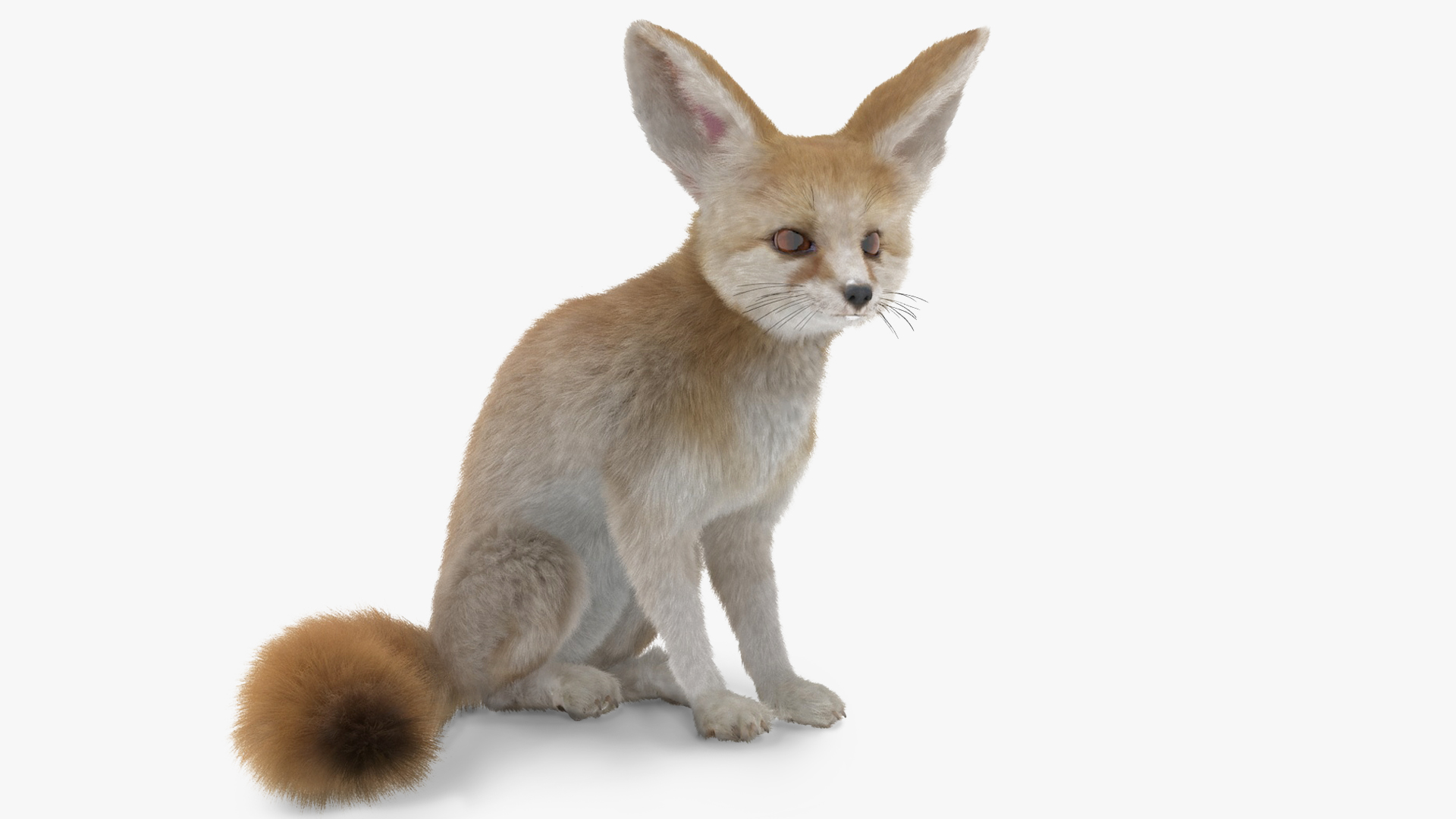 Vulpes Zerda Sitting Pose Fur 3D model