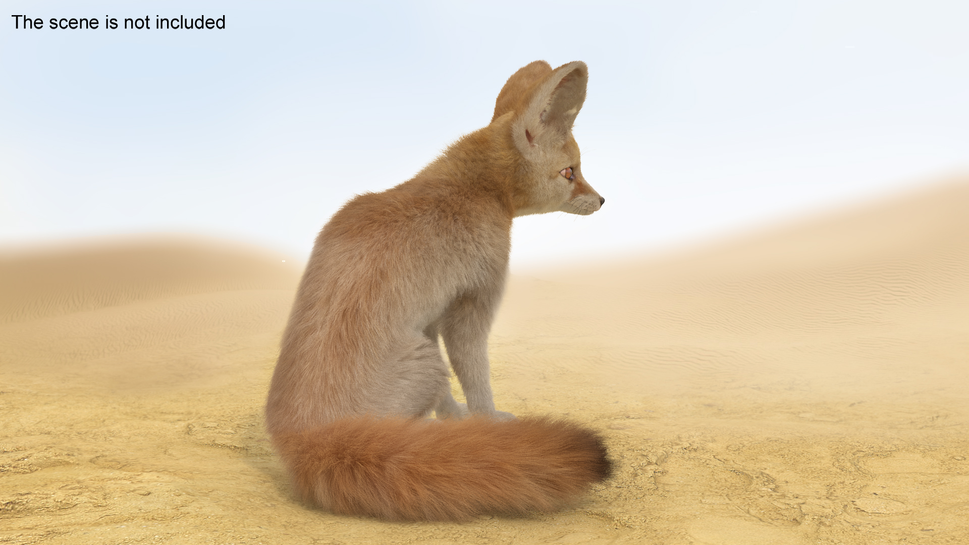 Vulpes Zerda Sitting Pose Fur 3D model