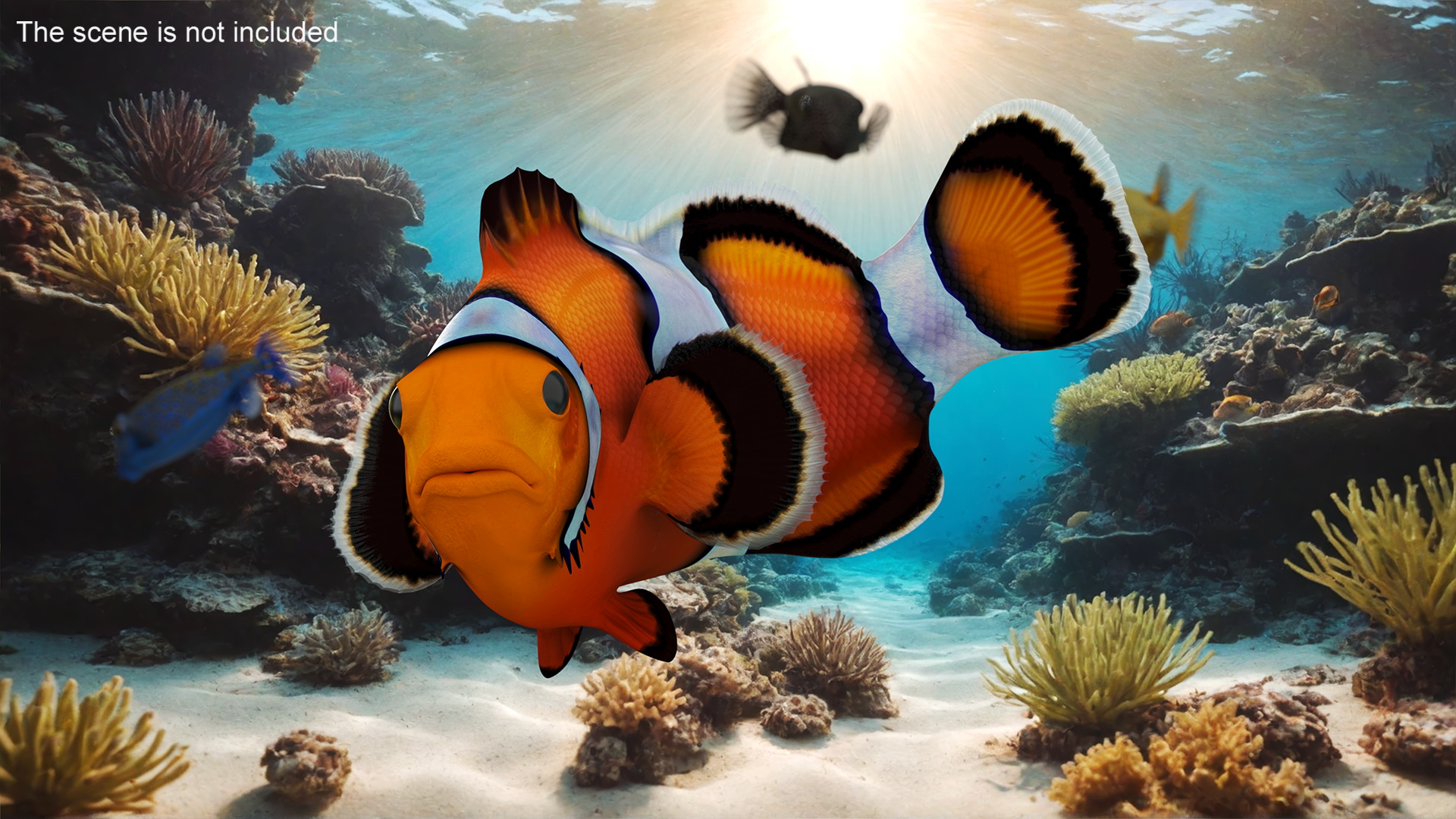 3D model Realistic Clownfish Rigged for Maya