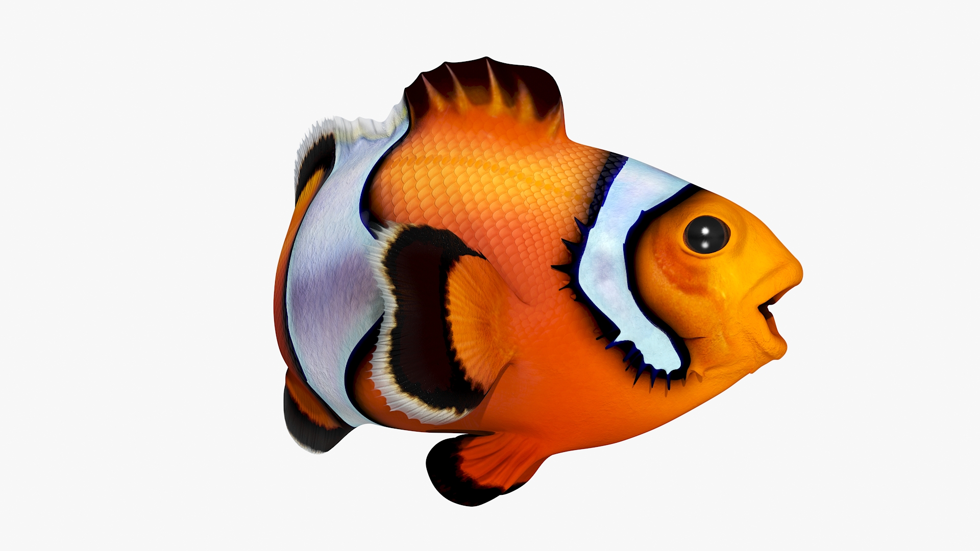 3D model Realistic Clownfish Rigged for Maya