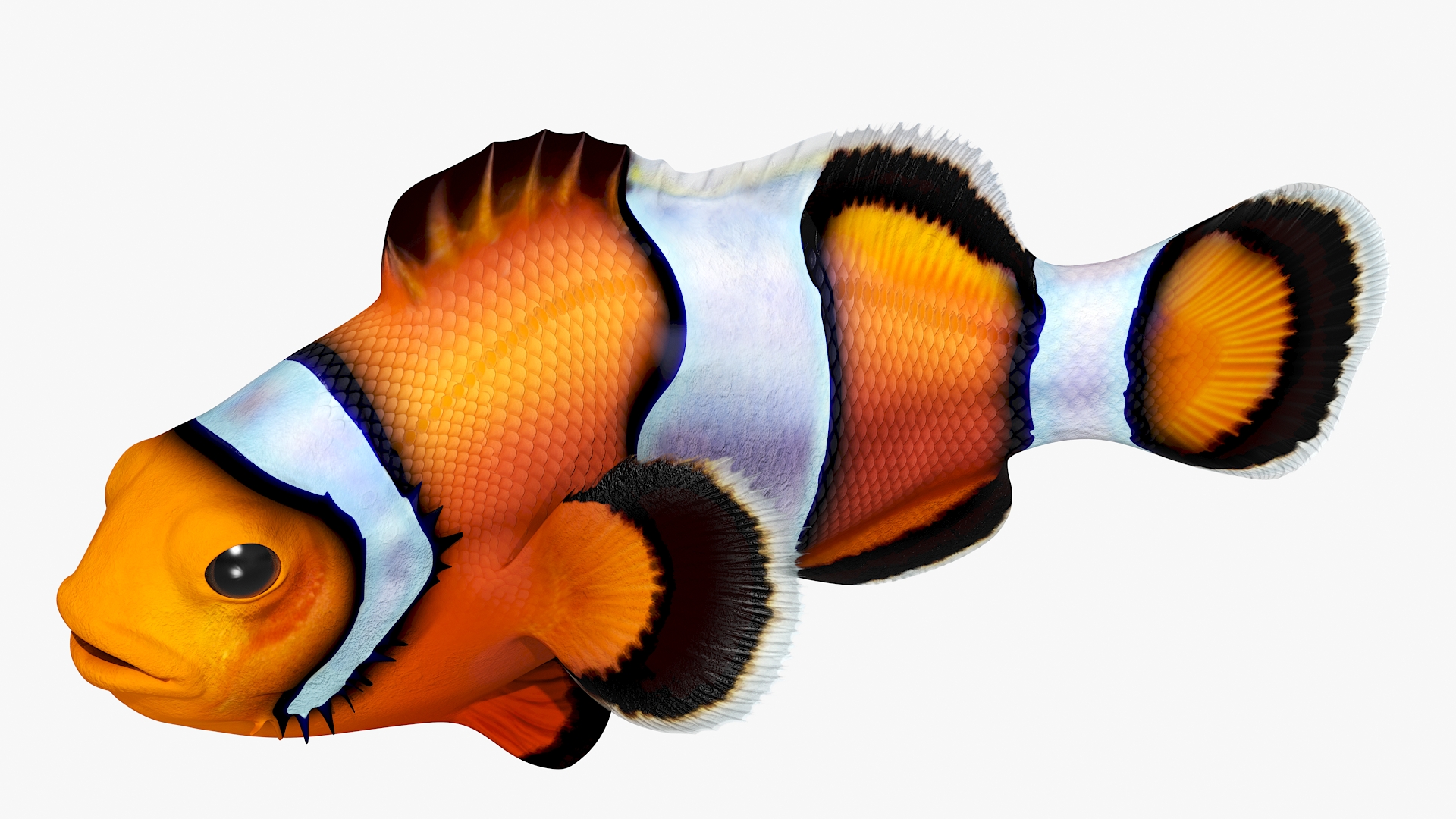 3D model Realistic Clownfish Rigged for Maya