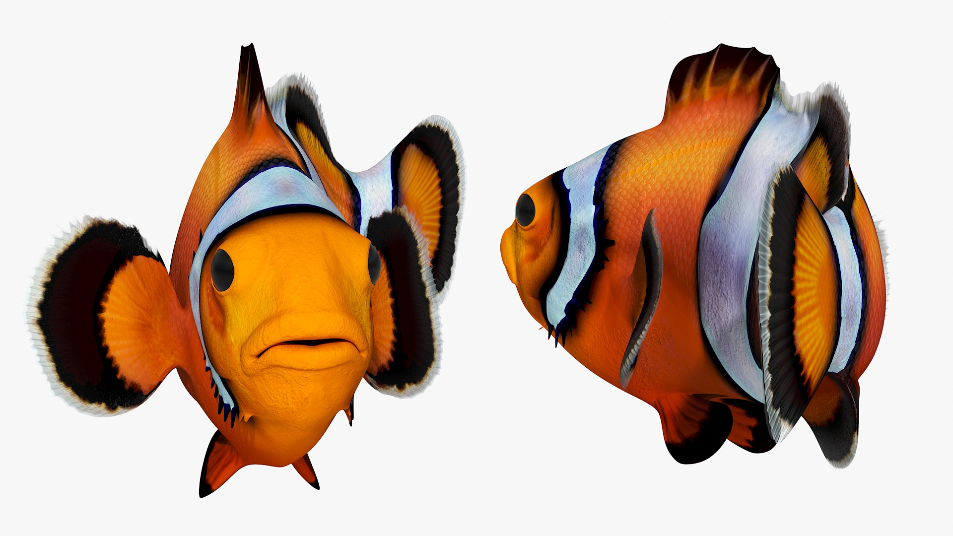 3D model Realistic Clownfish Rigged for Maya